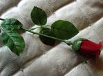 75i1__rosebud